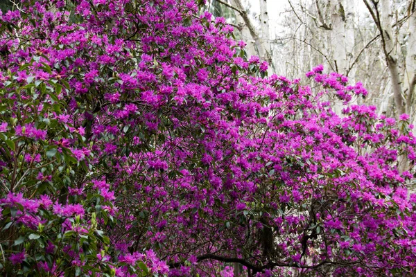 Purple Tree Spring Garden — Stock Photo, Image