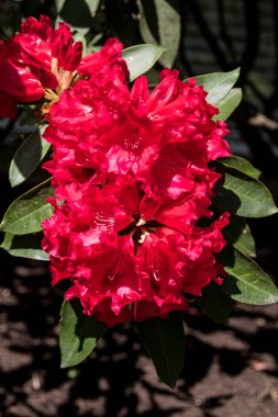 Çok parlak kırmızı çiçekler bir çift yakın