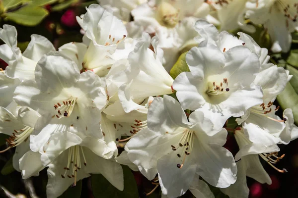 Close Van Een Bos Van Witte Bloemen — Stockfoto