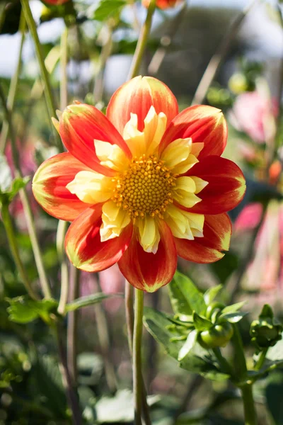 Una Brillante Flor Naranja Amarilla Soleado Jardín Verano — Foto de Stock