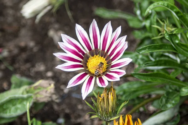 A white and purple flower in a sunny garden.