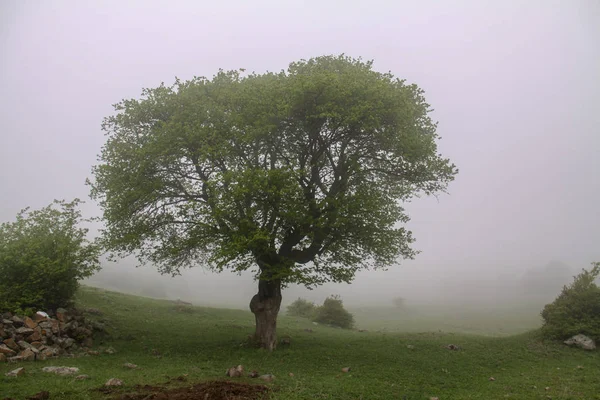 Góra Mgle Mgła Drzewo Iran Gilan Wysypka — Zdjęcie stockowe
