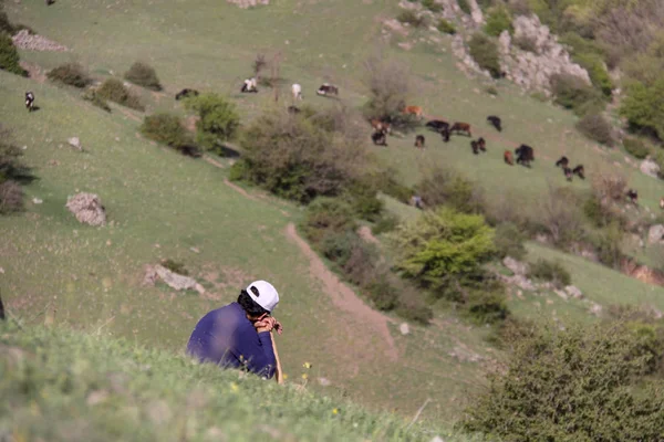 Çoban ve koyun, doğada koyun ile çoban, Çoban İran, Gilan güzel dağlık koyun bakımı