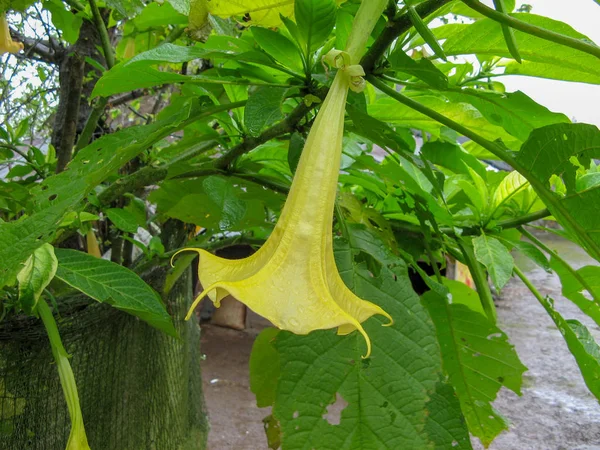 Pompoen Gele Bloem Plant Struiken Met Groene Bladeren Achtergrond — Stockfoto