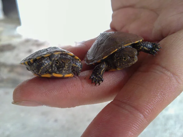 Twee Schildpad Bij Hand Iran Gilan Huiduitslag — Stockfoto