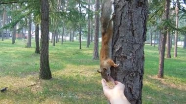 Sincaplar elimdebisküvi, fıstık, fıstık alıyor. Ben Chelyabinsk, Rusya Yuri Gagarin parkta ve Sincap beslemek için deneyin. çok sevimli ve komiktiler..