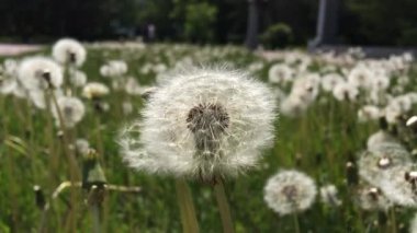 Karahindiba çiçeği parkı, Rusya Chelyabinsk