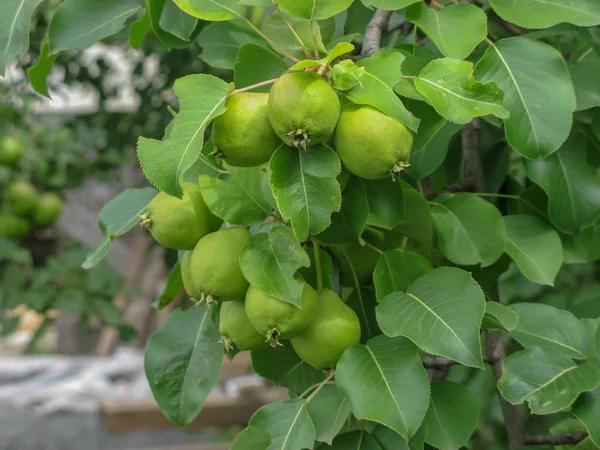Closeup Unripe Pears Tree Branch Green Leaves Summer Season Chelyabinsk — Stock Photo, Image