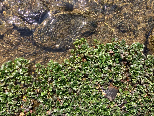 Pianta Acquatica Lungo Lungofiume Primavera Idrofita Verde Lungo Fiume — Foto Stock