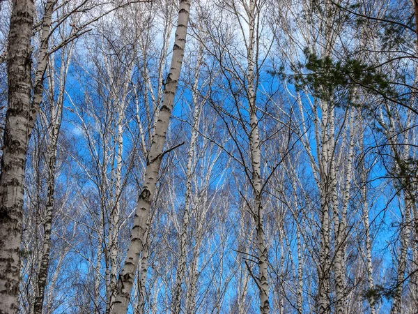 车里雅宾斯克 俄罗斯 2019年4月 科顿木杨树树丛林 早春有蓝天背景的杨树森林 — 图库照片