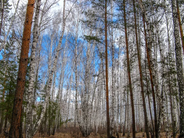 Czelabińsk Rosja Kwiecień 2019 Cottonwood Jungle Drzewa Topoli Las Topoli — Zdjęcie stockowe