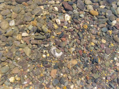 Güneşin altında nehir temiz su. Nehir taşları açık nehir suyunda. Su altında nehir renkli taşlar arka plan. Üst görünüm.