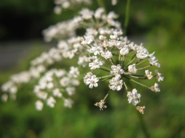  Yeşil arka planda beyaz vahşi Cicuta virosa çiçek. Yaz aylarında küçük beyaz çiçekler ile Hemlock şube. Ölümcül bitki closeup.