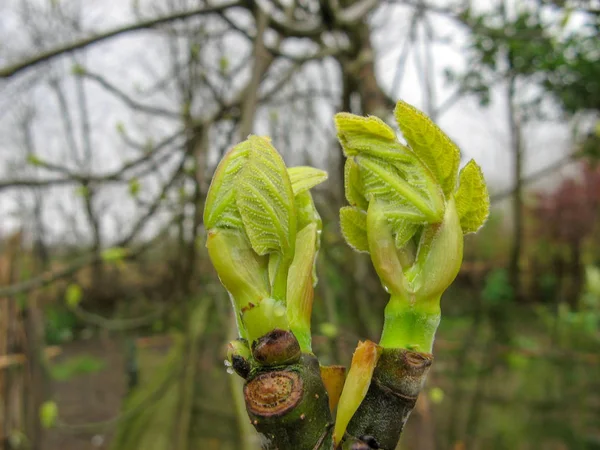 Close up of branch leaves buds on fig tree on a rainy day in spring. Begin germination of Fig tree leaves in March