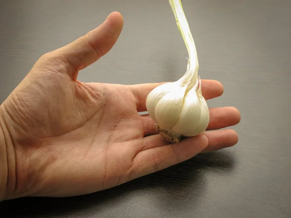 Close up of single fresh garlic bulb  on hand with wooden background. White garlic bulb. Healthy plant.