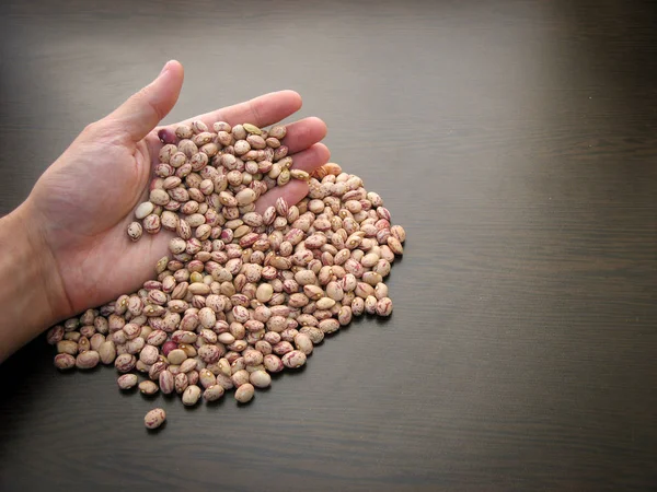 Close up of dried pinto bean seeds in hand with brown wooden background.Pinto bean seeds in hand next to the are pinto bean seeds poured on wooden surface.