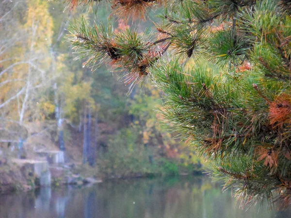 Viagem Rússia Lago Dentro Parque Yuri Gagarin Chelyabinsk Rússia Natureza — Fotografia de Stock