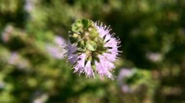 Pennyroyal Mentha pulegium dağ nane. Bulanık bir arka plan üzerinde tıbbi bitki yakın çekim. Üst te. Vahşi bitki güneşli bir yaz gününde bir çayırda yetişir.