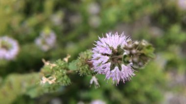 Pennyroyal Mentha pulegium nane şekeri. Bulanık bir arka planda tıbbi tesisin kapanışı. Güneşli bir yaz gününde çayırda yabani bitkiler yetişir. Yeşil arkaplan.