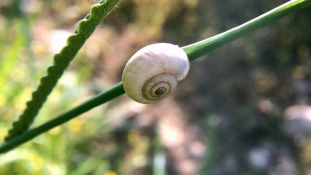 Snail Lying Stem Plant Wind — Stock Video