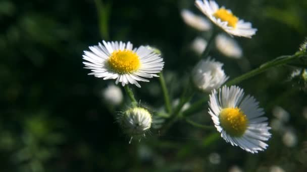 背景がぼやけている野生のデイジーの花 晴れた夏の日にロマンチックな白いデイジーの花 オックスアイ デイジー ルーカンス ヴァルガレ デイジー 一般的なデイジー ドッグ デイジー — ストック動画