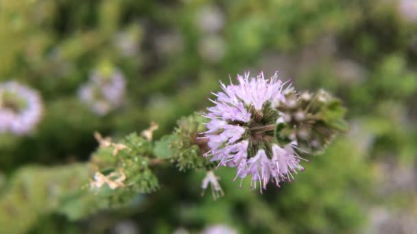 Pennyroyal Mentha Pulegium Wilde Munt Closeup Van Een Geneeskrachtige Plant — Stockvideo