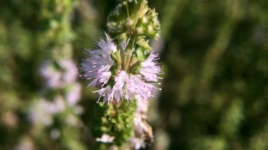 Mentha pulegium Pennyroyal dağ nane. Bulanık bir arka plan üzerinde tıbbi bitki yakın çekim. Üst te. Vahşi büyüyor. Yeşil arka plan. 
