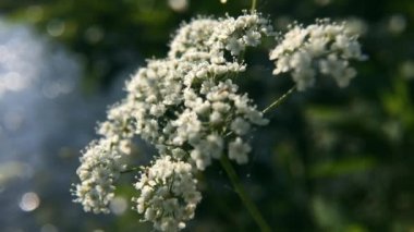 Su baldıranı (Conium maculatum) yaban çiçeği. Güneşli yaz gününde çayırdaki su baldıran çiçekleri kapanıyor.