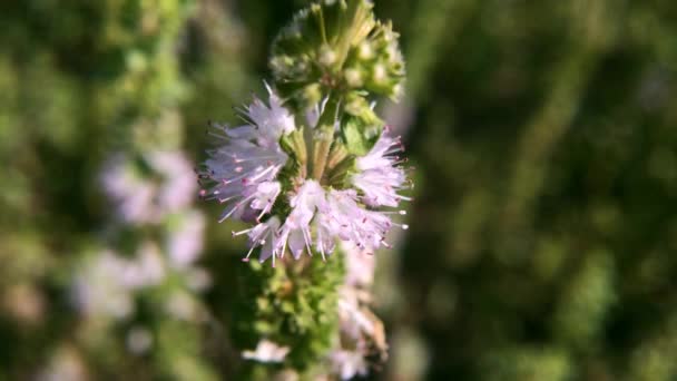 Mentha Pulegium Pennyroyal Mountain Mint Крупный План Лекарственного Растения Размытом — стоковое видео