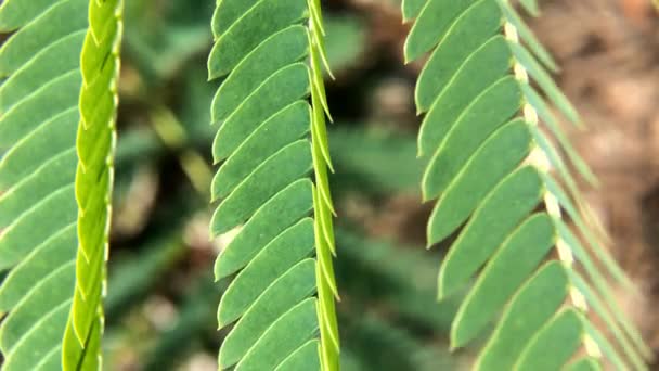 Green Gleditsia Leaves Blue Sky Gleditsia Tree Branch Blue Sky — Stock Video