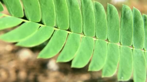 Shake Gleditsia Tree Leaf Wind Gleditsia Triacanthos Summertime Fabaceae Family — Stock Video