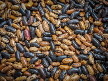 Fasulye tohumları bir tanesi closeup. Fasulye geçmişini kapatın. Bu fasulye (Phaseolus vulgaris) Kuzey Iran 'da bitki, Gilan provinc. Yerel dilde, kısa bacak geniş fasulye diyoruz. Arka plan.