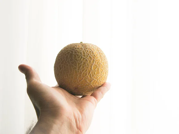 Närbild Färsk Cantaloupemelon Till Hands Med Med Bakgrund Gul Melon — Stockfoto