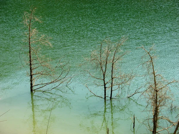 Dead dry trees in lake. Dry tree branches over Surface water with green water background. Dead tree in lake with reflection of dead trees in the  water lake. Top view.