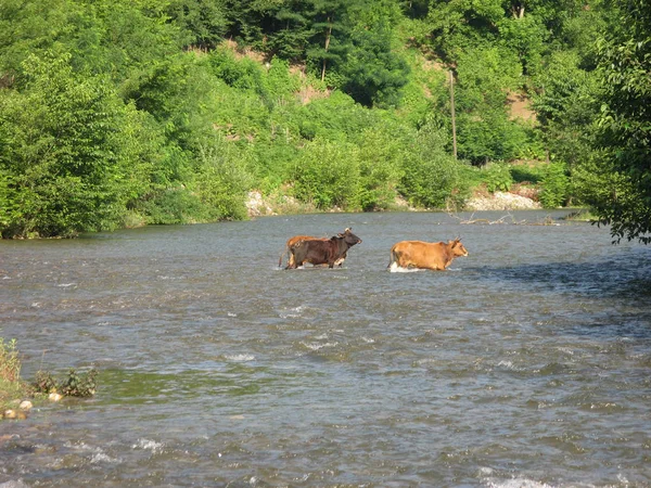 Vacas Que Cruzan Campo Del Río Vacas Que Cruzan Río — Foto de Stock