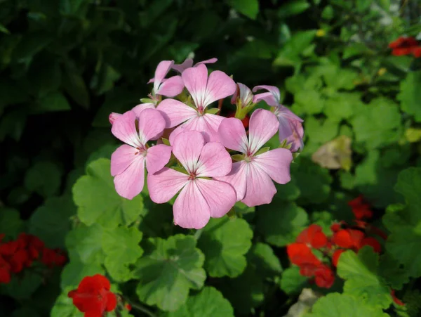 粉红色天葵 Pelargonium 的特写 绿叶和红色花天葵背景 — 图库照片