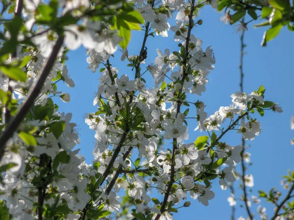 Plum tree blossoms with blue sky background. Fruit tree blossoms. Beginning of spring. Raceme of plum tree. Persian plum tree on a sunny da