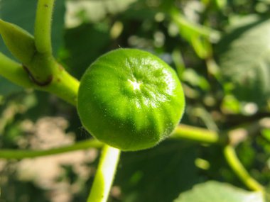 Olgunlaşmamış yeşil incir ağacı. Yaz aylarında bir incir ağacının dalı üzerinde genç incir Closeup. Bulanık arka plan ile Yeşil taze incir . İncir ağacının meyveleri