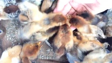 Yuvadaki kahverengi yavruları kapatın. Güzel küçük tavuklar. Üstte görüntü.