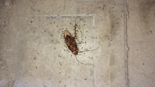 Ants Carry Dead Cockroach Ants Take Home Dead Cockroach Teamwork — Stock Video