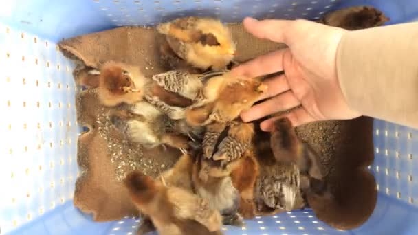 Petits Poussins Brun Dans Nid Nourrir Les Poussins Dans Nid — Video