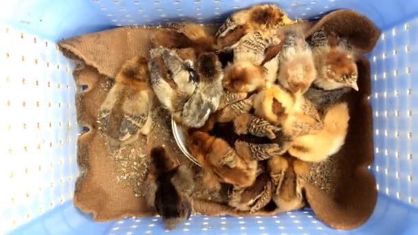 Babyküken Anfassen Auf Einem Bauernhof Küken Nest Halten Und Füttern — Stockvideo