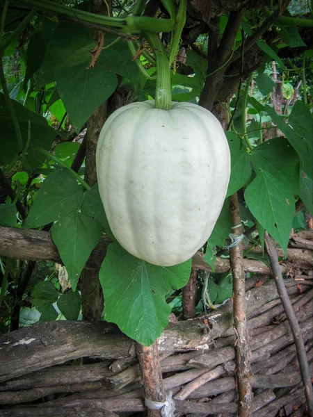 Närbild Butternut Squash Buske Traditionell Gård Landsbygden Butternut Squash Eller — Stockfoto