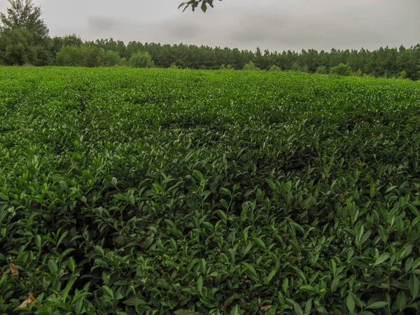 Зелений Чай Плантації Гіляні Іран Красивий Чайний Поле Хмарним Небом — стокове фото