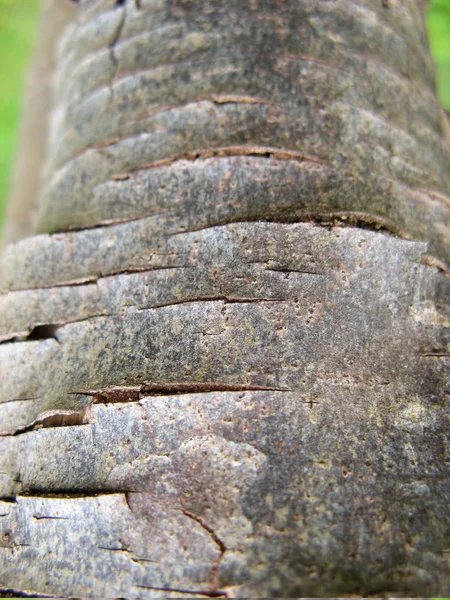 Background texture of tree bark. Natural tree bark background.  Close up of skin the bark of a tree that traces cracking.  Closeup.
