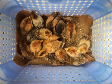 Küçük yavru yavrular yuvada kahverengi. Bir çiftlikte yuvada kahverengi civciv kapatın. Bir çiftlikte yuvada kahverengi küçük civciv grubu. Yavruları yuvada tutmak ve beslemek. Üstte görüntü.