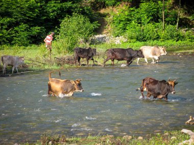 İnekler nehir kırsalÇiftçi geçerken. Yeşil ağaçlar ve adam çiftçi bir arka plan üzerinde kırsal nehir geçen inekler. İnekler bir yaz gününde nehir su akışını geçmek wade