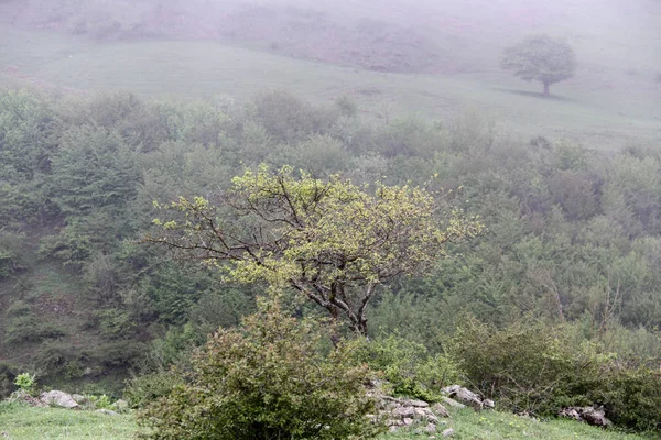 Uma Bela Vista Natureza Irã Gilan — Fotografia de Stock