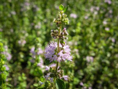  Pennyroyal Mentha pulegium nane şekeri. Bulanık bir arka planda tıbbi tesisin kapanışı. Güneşli bir yaz gününde çayırda yabani bitkiler yetişir. Yeşil arkaplan.