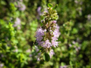  Mentha pulegium Pennyroyal dağ nane. Bulanık bir arka plan üzerinde tıbbi bitki yakın çekim. Üst te. Vahşi büyüyor. Yeşil arka plan. 